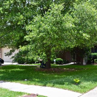 A suburban home with a lush green yard and a prominent tree in front.