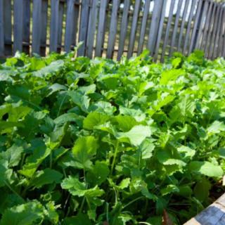 A lush garden bed filled with vibrant green leafy vegetables.