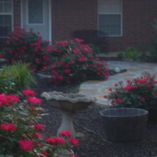 A garden with blooming rose bushes in front of a house.