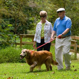 An elderly couple enjoys a stroll in the park with their golden retriever.