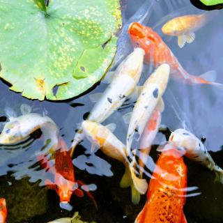 A vibrant group of koi fish swimming beneath a lily pad in a tranquil pond.