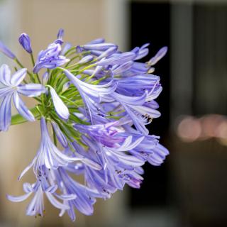 A close-up view of a blooming agapanthus flower.