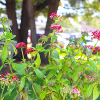 A vibrant garden scene with red flowers and lush green foliage.