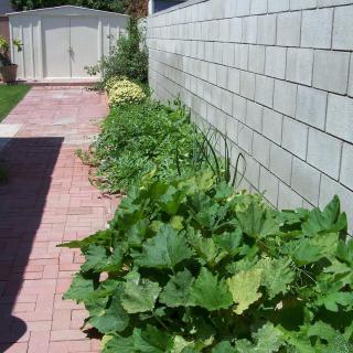 A backyard vegetable garden with lush green plants lining a brick pathway.