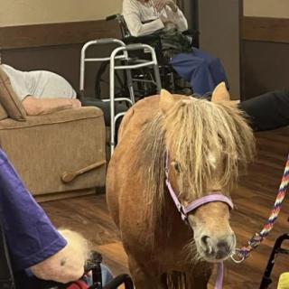A miniature horse visits residents in a nursing home as a therapy animal.