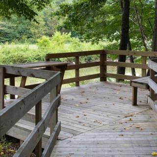 A peaceful wooden deck surrounded by lush green trees in a park setting.