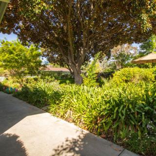 A peaceful garden scene with a sidewalk surrounded by lush greenery and trees.