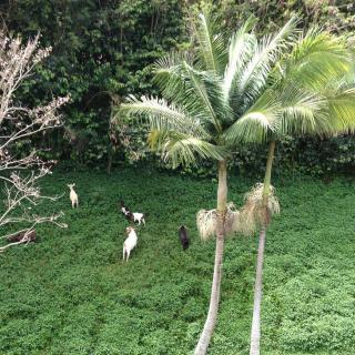 Goats grazing in a lush green area with palm trees.