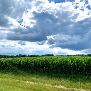 A vast cornfield under a dramatic cloudy sky.
