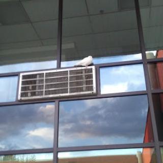 A pigeon perched on an air conditioning unit beside glass windows reflecting the sky.