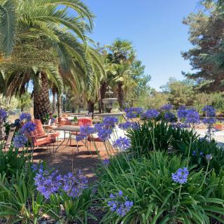 A peaceful garden setting with blooming flowers and palm trees under a sunny blue sky.