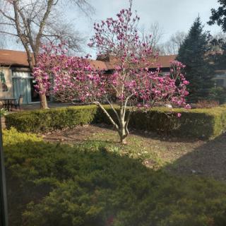A beautiful magnolia tree in full bloom, showcasing vibrant pink flowers in the garden.