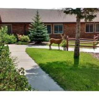A deer stands on a well-maintained lawn near a building with trees and a sidewalk.