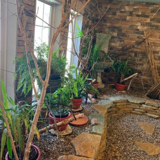 A serene indoor garden featuring various potted plants against a rustic stone wall, illuminated by natural light.