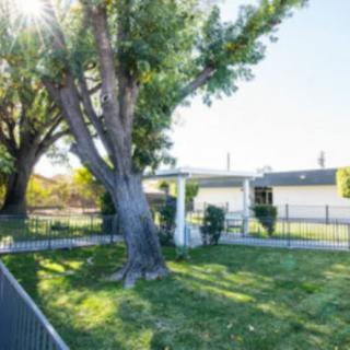A sunny yard with a large tree, surrounded by a fence.