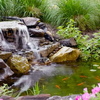 A tranquil garden pond with a small waterfall surrounded by lush greenery and colorful flowers.