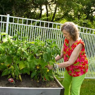A senior woman tends to her vegetable garden in a raised bed outdoors.