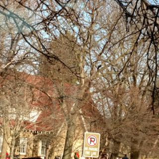 A serene view of trees and a building in the background, captured during winter.