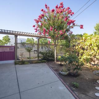 A peaceful garden with a flowering tree, potted plants, and a wooden fence on a sunny day.