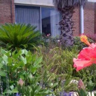 A vibrant garden with a blooming hibiscus and a variety of plants in front of a building.