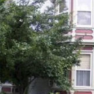 A residential house with a large tree in front.
