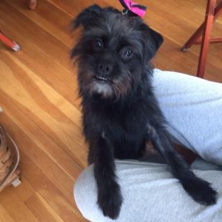 A cute black dog sitting indoors on a wooden floor.