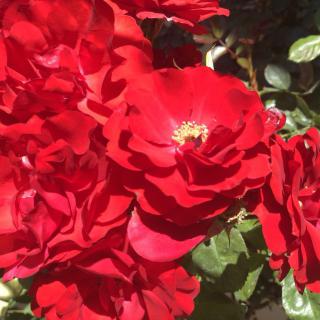 Vibrant red roses in full bloom under the sunlight.
