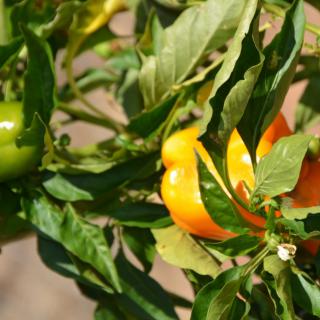 Bell peppers ripening on the plant in a garden.
