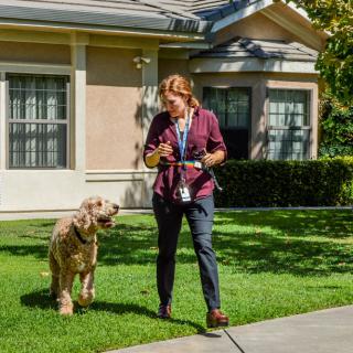 A person walking a dog on a lawn in front of a house.