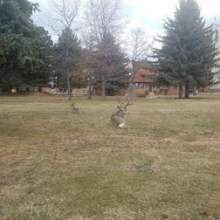 A serene park scene with trees and grassy areas.