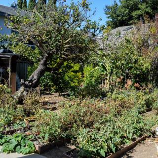 A lush backyard vegetable garden under a clear blue sky.