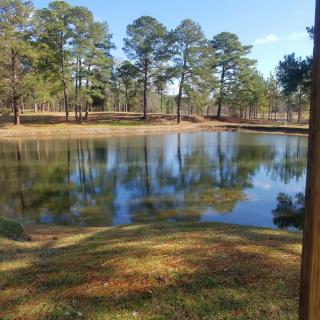 A serene pond surrounded by trees, reflecting the clear blue sky and greenery.