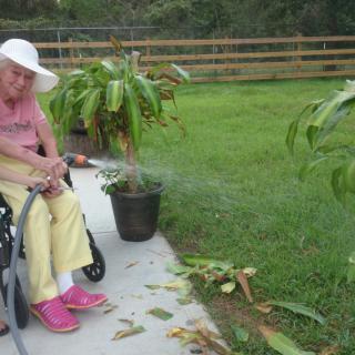 An elderly person in a wheelchair watering potted plants outdoors.