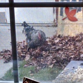 A curious chicken exploring a patch of leaves in the backyard.