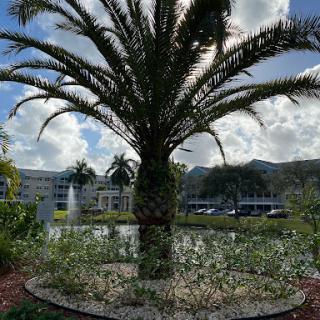 A vibrant palm tree stands tall against a scenic backdrop of clouds, mountains, and a peaceful water feature.