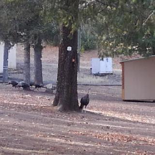 A turkey wandering near a tree in a rural farm setting.