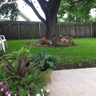 A peaceful backyard garden with lush greenery and a large tree.