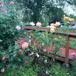 A vibrant garden with a variety of roses blooming beside a wooden fence.