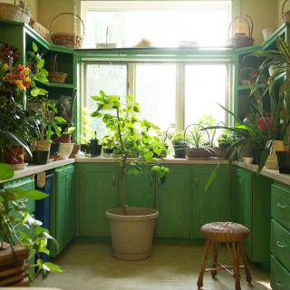 A cozy indoor garden filled with various houseplants basking in natural light.