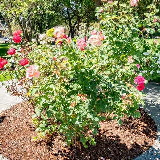 A vibrant rose bush in full bloom, basking in the sunlight of a well-maintained garden.