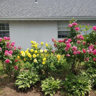 A well-maintained garden with blooming pink and yellow roses in front of a house.