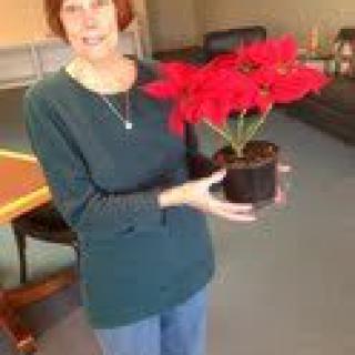 A person holding a poinsettia plant with vibrant red flowers.