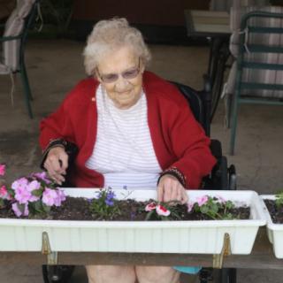 An elderly woman in a wheelchair is planting flowers in a planter box outside.