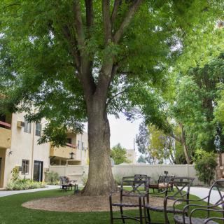 A large tree provides shade to a seating area in a landscaped outdoor setting next to a building.