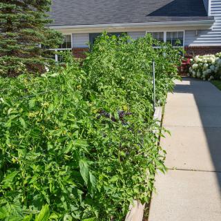 A lush garden with tall plants bordering a walkway adjacent to a house.