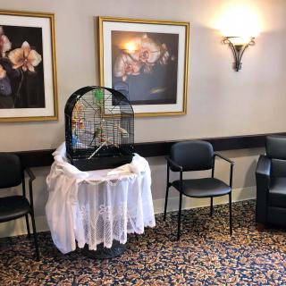 A cozy waiting room featuring a birdcage, surrounded by chairs and adorned with floral artwork and decorative lighting.