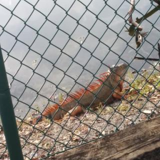 An iguana resting by the water, observed through a fence.