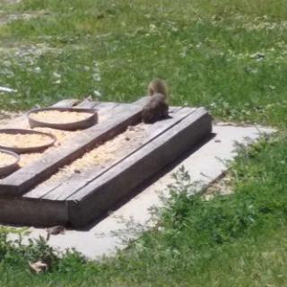 A squirrel exploring a feeding area on a sunny day.