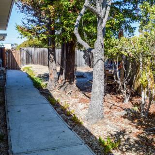 A sunlit backyard walkway bordered by trees and a wooden fence.