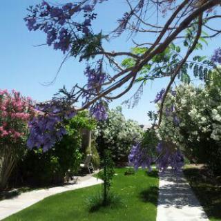 A scenic garden pathway surrounded by vibrant flowers and lush trees under a clear blue sky.
